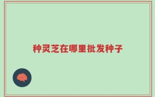 种灵芝在哪里批发种子