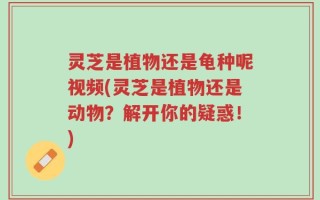 灵芝是植物还是龟种呢视频(灵芝是植物还是动物？解开你的疑惑！)