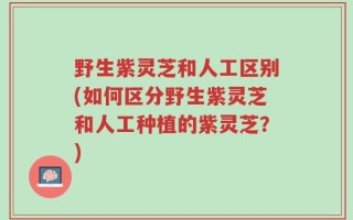 野生紫灵芝和人工区别(如何区分野生紫灵芝和人工种植的紫灵芝？)