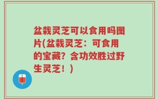 盆栽灵芝可以食用吗图片(盆栽灵芝：可食用的宝藏？含功效胜过野生灵芝！)
