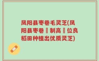 凤阳县枣巷毛灵芝(凤阳县枣巷採制高鐵位良稻田种植出优质灵芝)
