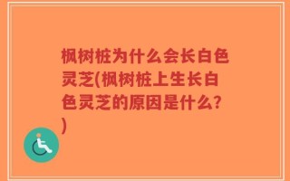 枫树桩为什么会长白色灵芝(枫树桩上生长白色灵芝的原因是什么？)