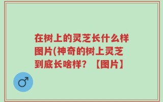 在树上的灵芝长什么样图片(神奇的树上灵芝到底长啥样？【图片】