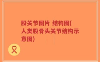 股关节图片 结构图(人类股骨头关节结构示意图)