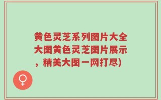 黄色灵芝系列图片大全大图黄色灵芝图片展示，精美大图一网打尽)