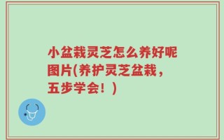 小盆栽灵芝怎么养好呢图片(养护灵芝盆栽，五步学会！)
