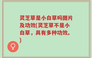 灵芝草是小白草吗图片及功效(灵芝草不是小白草，具有多种功效。)