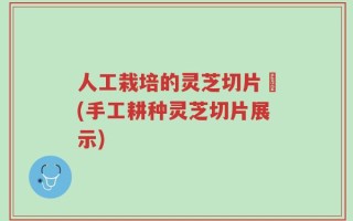 人工栽培的灵芝切片圖(手工耕种灵芝切片展示)
