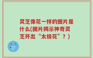 灵芝像花一样的图片是什么(图片揭示神奇灵芝开出“太极花”？)