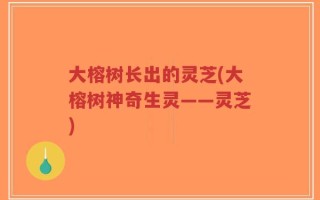 大榕树长出的灵芝(大榕树神奇生灵——灵芝)