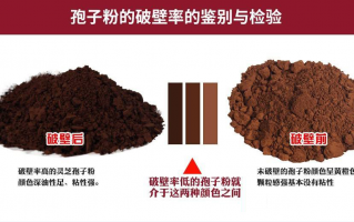 灵芝孢子粉为啥要破壁？破壁有什么用？