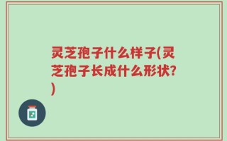 灵芝孢子什么样子(灵芝孢子长成什么形状？)