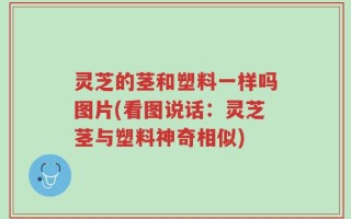 灵芝的茎和塑料一样吗图片(看图说话：灵芝茎与塑料神奇相似)