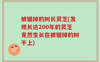 被锯掉的树长灵芝(发现长达200年的灵芝竟然生长在被锯掉的树干上)
