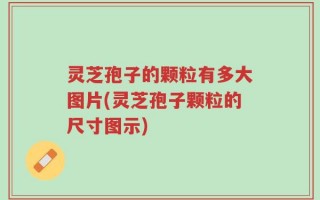 灵芝孢子的颗粒有多大图片(灵芝孢子颗粒的尺寸图示)