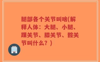 腿部各个关节叫啥(解释人体：大腿、小腿、踝关节、膝关节、髋关节叫什么？)