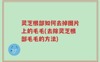 灵芝根部如何去掉图片上的毛毛(去除灵芝根部毛毛的方法)