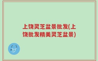 上饶灵芝盆景批发(上饶批发精美灵芝盆景)