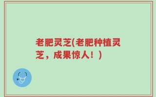 老肥灵芝(老肥种植灵芝，成果惊人！)