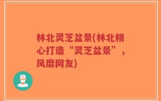 林北灵芝盆景(林北精心打造“灵芝盆景”，风靡网友)