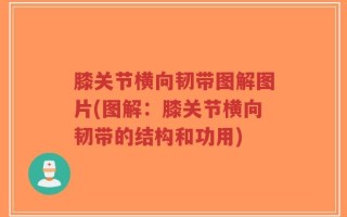膝关节横向韧带图解图片(图解：膝关节横向韧带的结构和功用)