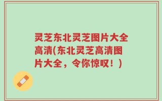灵芝东北灵芝图片大全高清(东北灵芝高清图片大全，令你惊叹！)