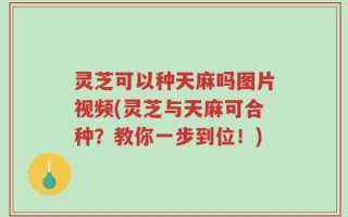 灵芝可以种天麻吗图片视频(灵芝与天麻可合种？教你一步到位！)