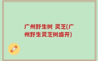 广州野生树 灵芝(广州野生灵芝树盛开)