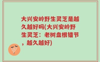大兴安岭野生灵芝是越久越好吗(大兴安岭野生灵芝：老树盘根错节，越久越好)