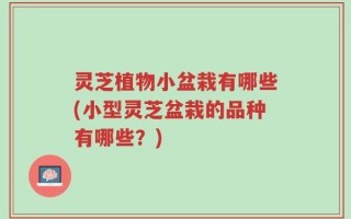 灵芝植物小盆栽有哪些(小型灵芝盆栽的品种有哪些？)