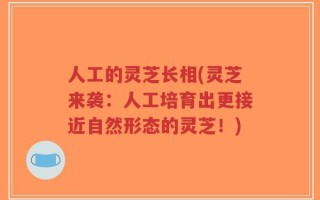人工的灵芝长相(灵芝来袭：人工培育出更接近自然形态的灵芝！)