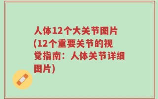人体12个大关节图片(12个重要关节的视觉指南：人体关节详细图片)