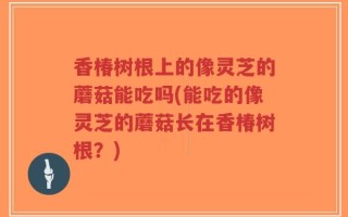 香椿树根上的像灵芝的蘑菇能吃吗(能吃的像灵芝的蘑菇长在香椿树根？)