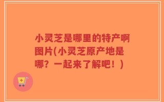 小灵芝是哪里的特产啊图片(小灵芝原产地是哪？一起来了解吧！)