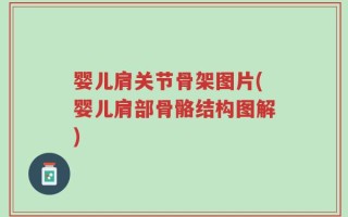 婴儿肩关节骨架图片(婴儿肩部骨骼结构图解)