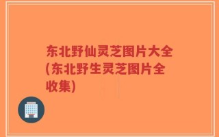 东北野仙灵芝图片大全(东北野生灵芝图片全收集)