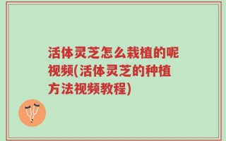 活体灵芝怎么栽植的呢视频(活体灵芝的种植方法视频教程)