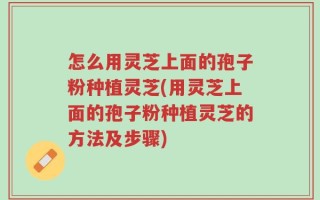 怎么用灵芝上面的孢子粉种植灵芝(用灵芝上面的孢子粉种植灵芝的方法及步骤)