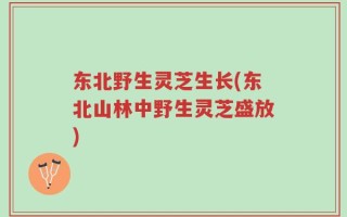 东北野生灵芝生长(东北山林中野生灵芝盛放)