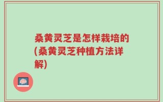 桑黄灵芝是怎样栽培的(桑黄灵芝种植方法详解)