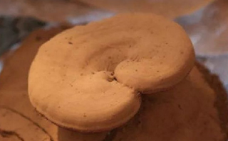 破壁灵芝孢子粉有什么功效，对于肠胃好吗？