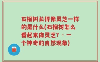 石榴树长得像灵芝一样的是什么(石榴树怎么看起来像灵芝？- 一个神奇的自然现象)
