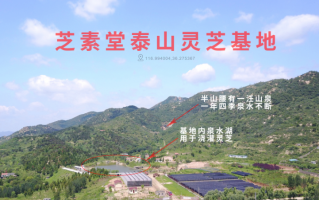 破壁灵芝孢子粉的选择标准是什么？