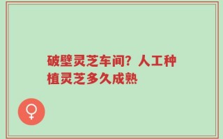 破壁灵芝车间？人工种植灵芝多久成熟