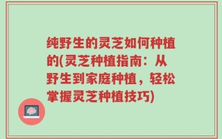 纯野生的灵芝如何种植的(灵芝种植指南：从野生到家庭种植，轻松掌握灵芝种植技巧)