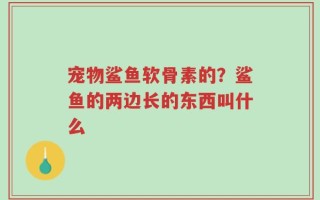 宠物鲨鱼软骨素的？鲨鱼的两边长的东西叫什么