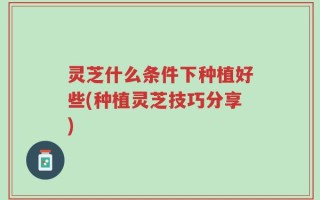 灵芝什么条件下种植好些(种植灵芝技巧分享)