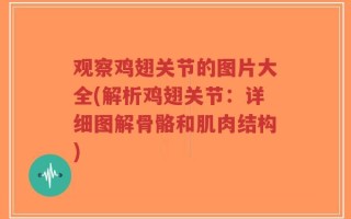观察鸡翅关节的图片大全(解析鸡翅关节：详细图解骨骼和肌肉结构)