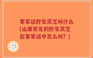 客家话野生灵芝叫什么(山里常见的野生灵芝在客家话中怎么叫？)