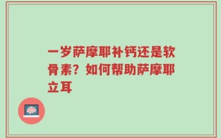 一岁萨摩耶补钙还是软骨素？如何帮助萨摩耶立耳